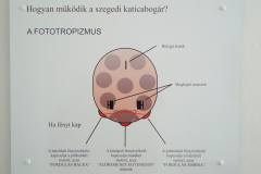 75. The operational pattern of the Ladybug is described on the board